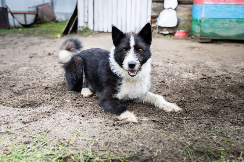 Electric Dog Fence Installation